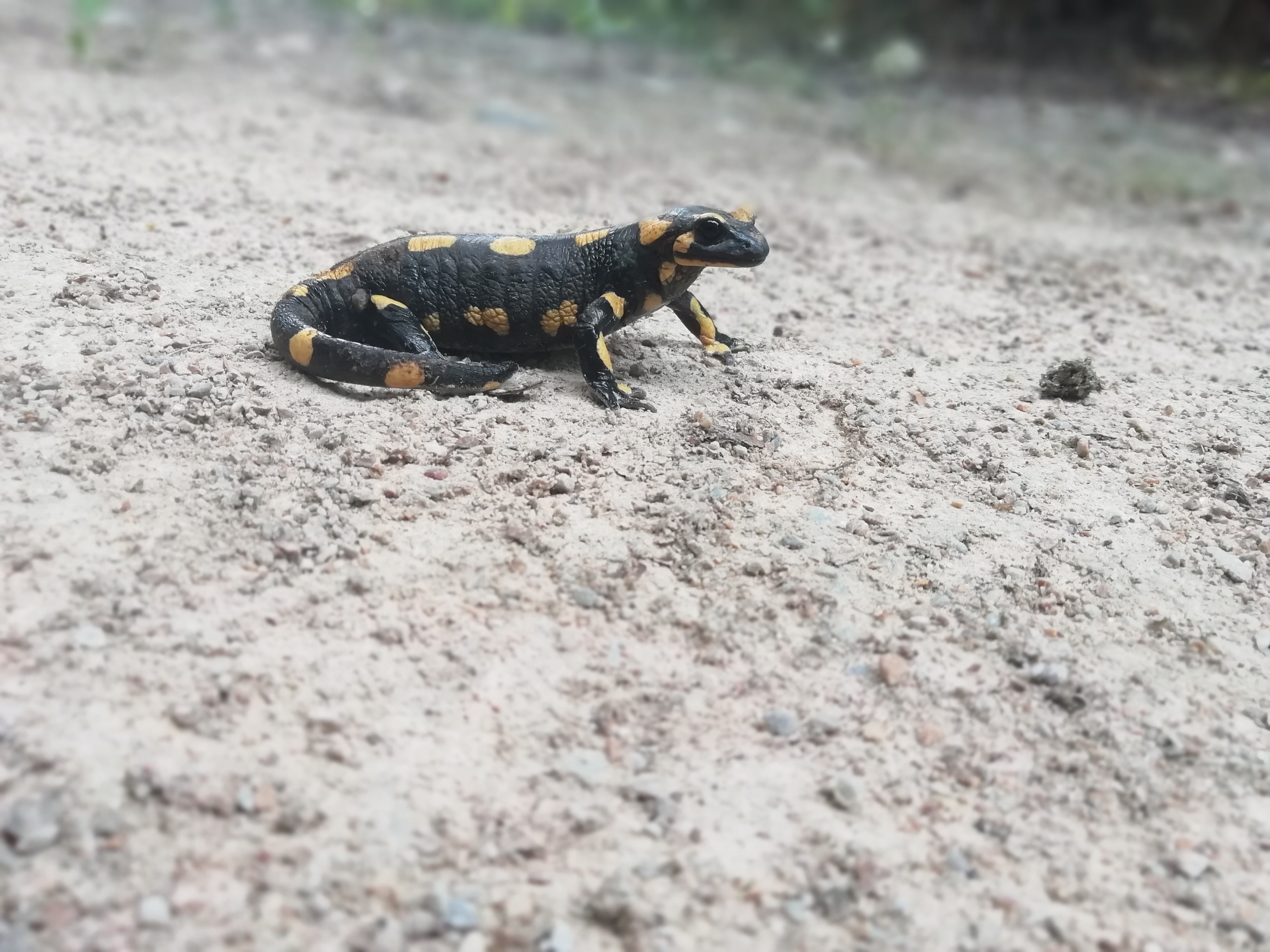 Belle salamandre sur la voie verte des Droits de l'Homme entre Albi et Castres